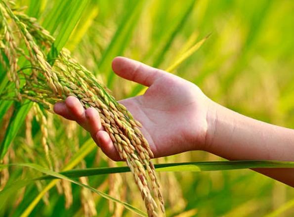സൂക്ഷ്മപോഷിണി- പദ്ധതിയുടെ ഭാഗമായുള്ള ശിൽപ്പശാല 16 ന്